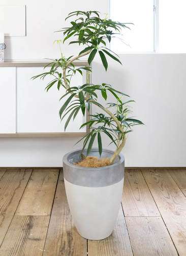 観葉植物 シェフレラ アンガスティフォリア 8号 曲り ファイバー