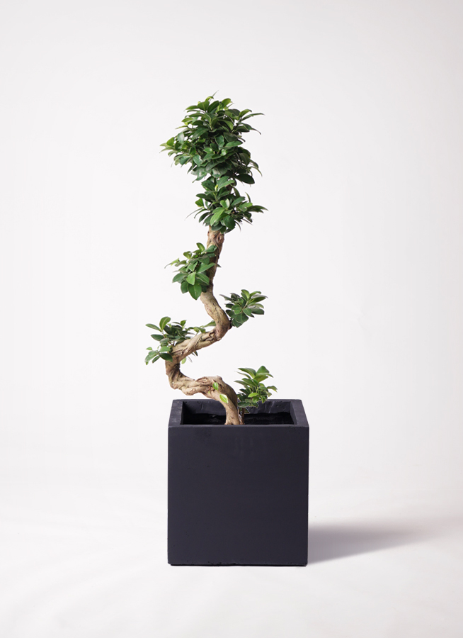 観葉植物 ガジュマル 8号 ベータ キューブプランター 黒 付き