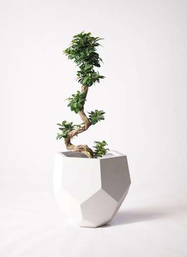 即*で様 ガジュマル 観葉植物 8号 約85センチ 観葉植物 ガジュマル 8号 ポリゴヘクサ 白 付き | 観葉植物なら