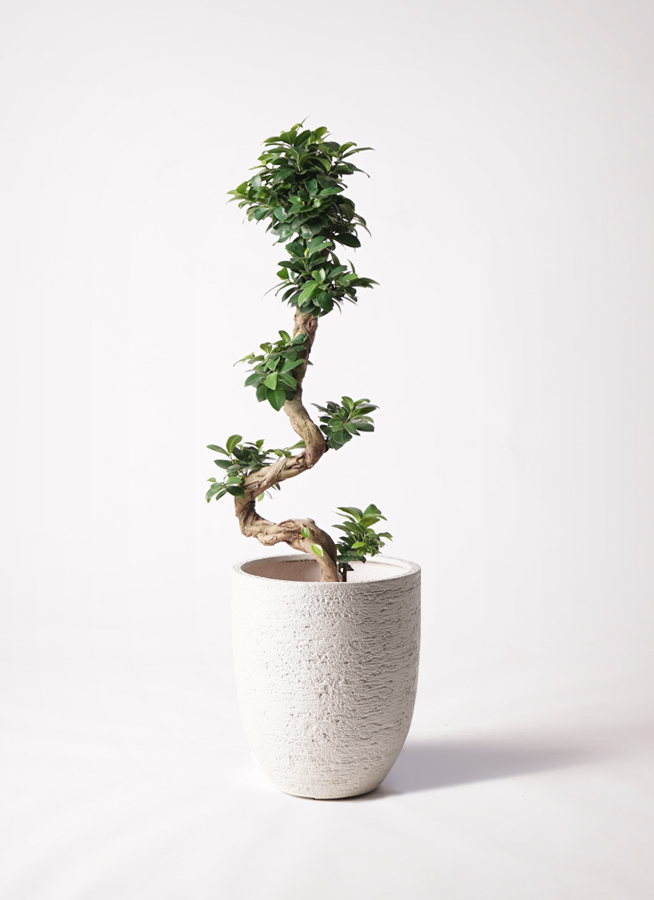 【現品】ガジュマル　8号　白鉢　（4） 現品】ガジュマル 8号 白鉢 （4） 現品】ガジュマル 8号 白鉢