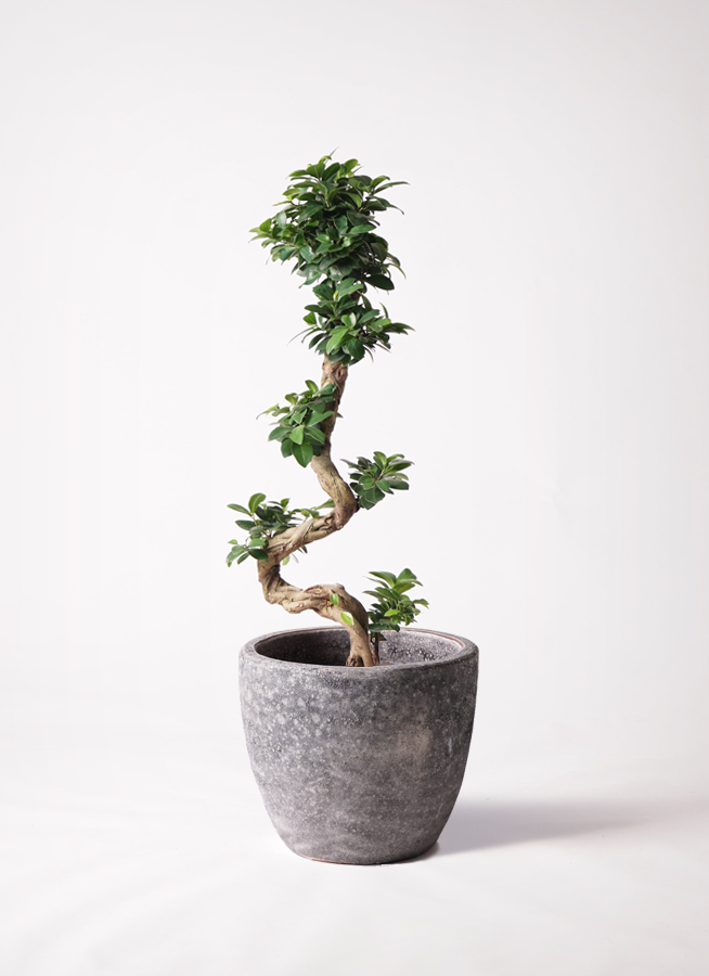 観葉植物 ガジュマル 8号 ファイバークレイ Gray 付き | 観葉