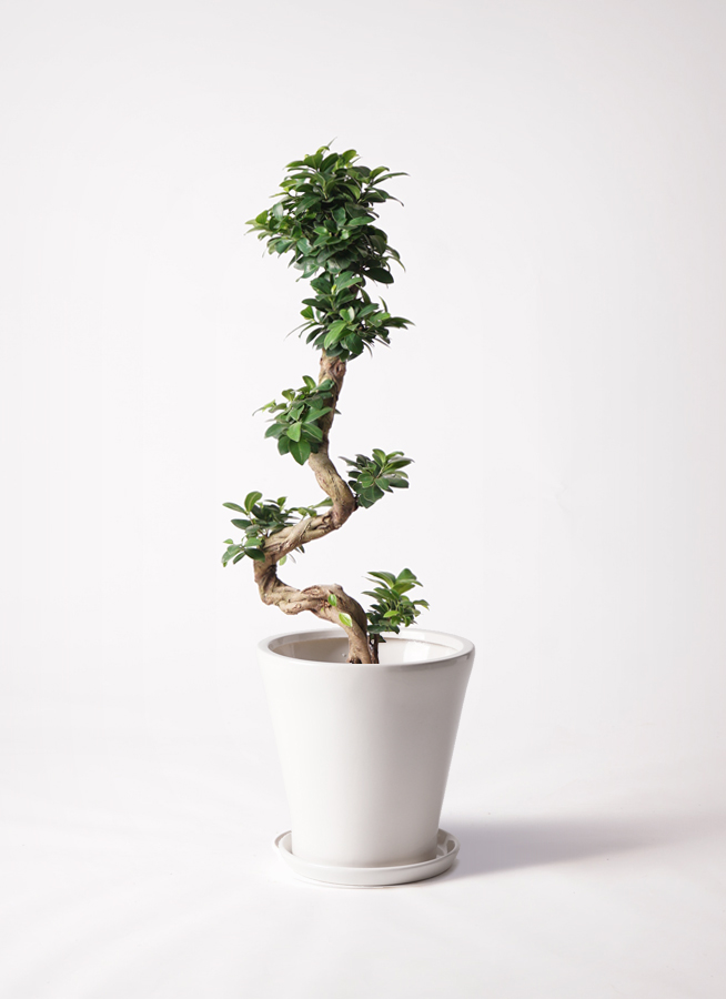 専用ꕤガジュマル ガジュマル S | 観葉植物の通販 AND PLANTS (アンドプランツ)