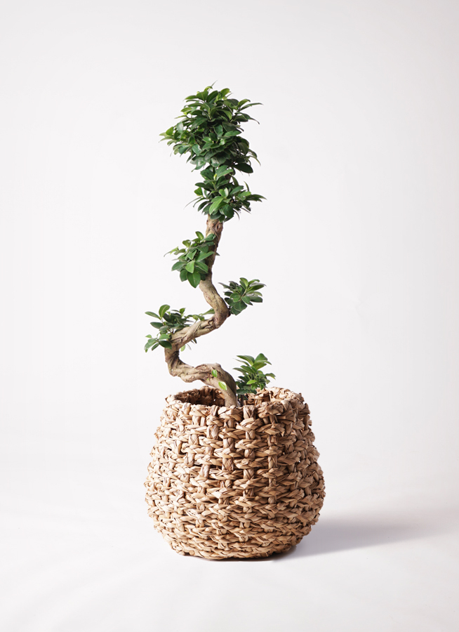観葉植物 ガジュマル 8号 ファイバークレイ Gray 付き | 観葉