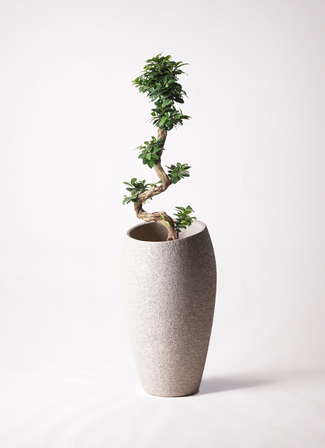観葉植物 ガジュマル 8号 プラスチック鉢 | 観葉植物なら