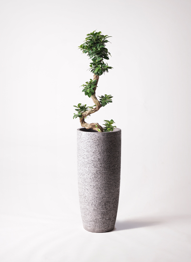 観葉植物 ガジュマル 8号 プラスチック鉢 | 観葉植物なら