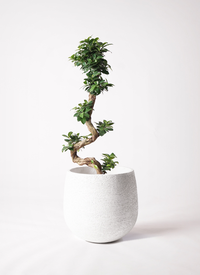 観葉植物 ガジュマル 8号 アートストーン ラウンド グレー 付き