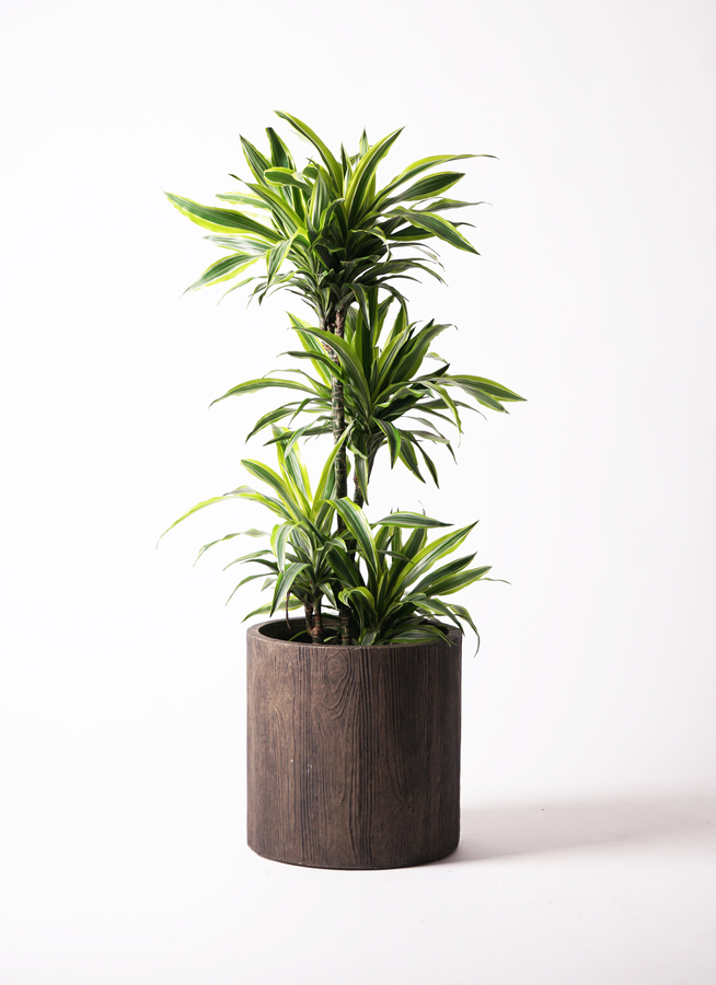 観葉植物 ドラセナ ワーネッキー レモンライム 10号 竹バスケット 付き