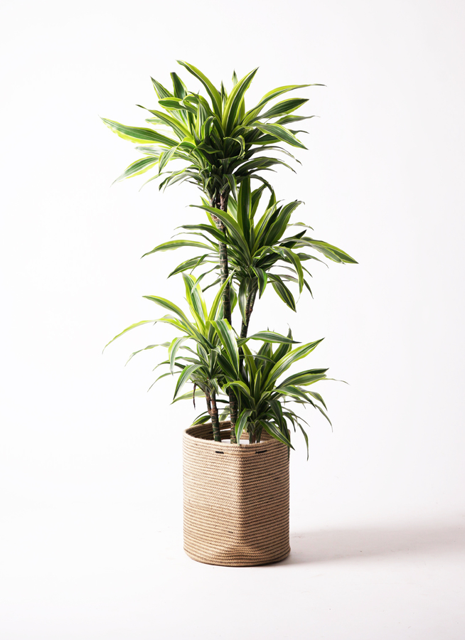 観葉植物 ドラセナ ワーネッキー レモンライム 10号 ラスター