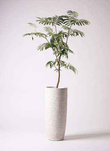 観葉植物 エバーフレッシュ 8号 ボサ造り エコストーントールタイプ