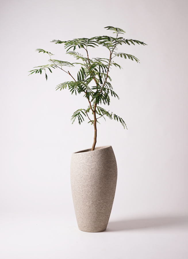 観葉植物 エバーフレッシュ 8号 ボサ造り プラスチック鉢 | 観葉