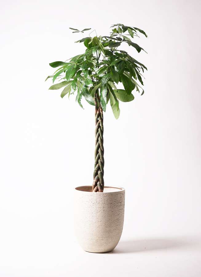 観葉植物 パキラ 10号 ねじり ビアスアルトエッグ 白 付き 観葉植物ならhitohana ひとはな 観葉植物 パキラ 10号 ねじり ビアスアルトエッグ 白 付き 観葉植物ならhitohana ひとはな