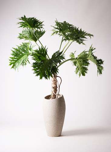 観葉植物 フィロデンドロン 8号 セローム ヒトデカズラ 根あがり エコ