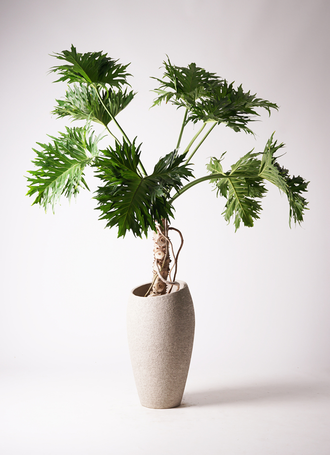 フィロデンドロン 8号 | 観葉植物通販HitoHana(ひとはな)