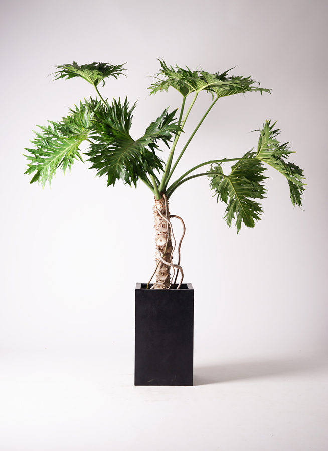 観葉植物 フィロデンドロン 8号 セローム ヒトデカズラ 根あがり