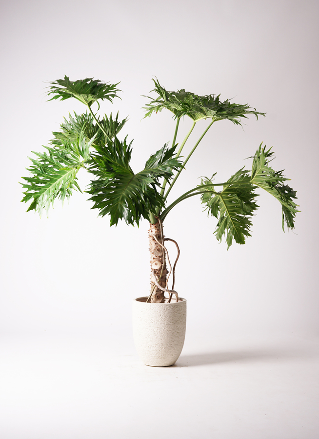 セローム ヒトデカズラ 根あがり | 観葉植物通販HitoHana(ひとはな)