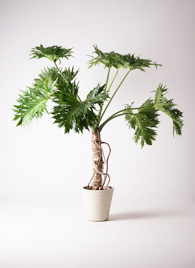 【セローム】巨大観葉植物 セローム ヒトデカズラ 大型 | 観葉植物通販HitoHana(ひとはな)