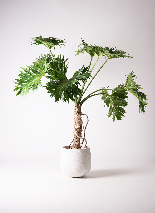 観葉植物 フィロデンドロン 8号 セローム ヒトデカズラ 根あがり