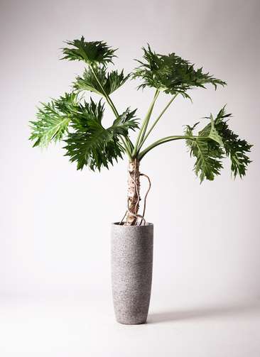 観葉植物 フィロデンドロン 8号 セローム ヒトデカズラ 根あがり エコ