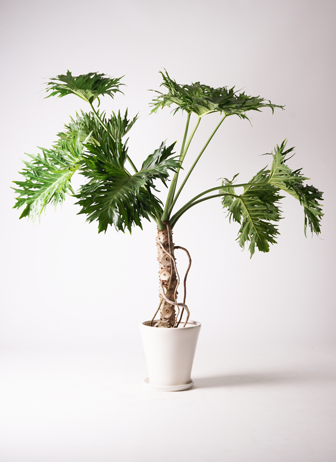 観葉植物 フィロデンドロン 8号 セローム ヒトデカズラ 根あがり