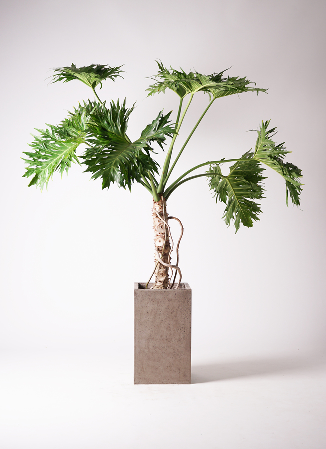 セローム ヒトデカズラ 大型 | 観葉植物通販HitoHana(ひとはな)