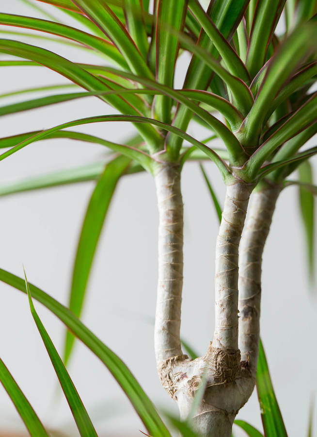 観葉植物 ドラセナ コンシンネ 8号 寄せ フェルム シリンダー オリーブ