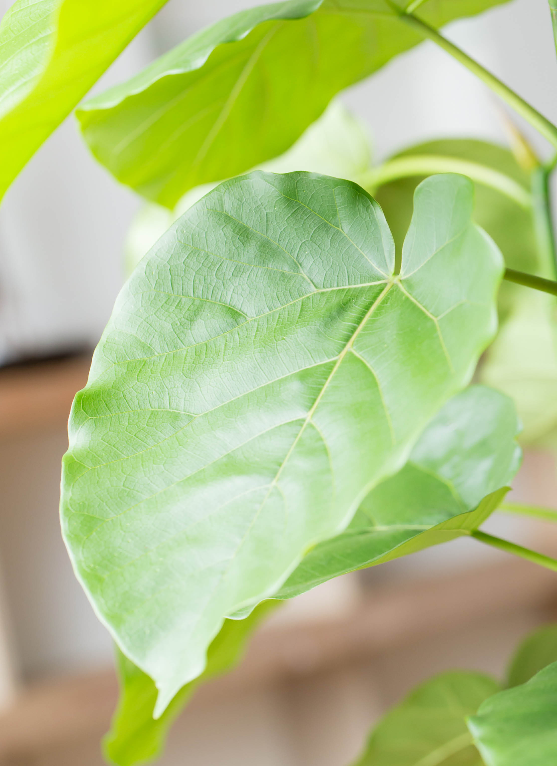 観葉植物 フィカス ウンベラータ 8号 ノーマル ラッシュ