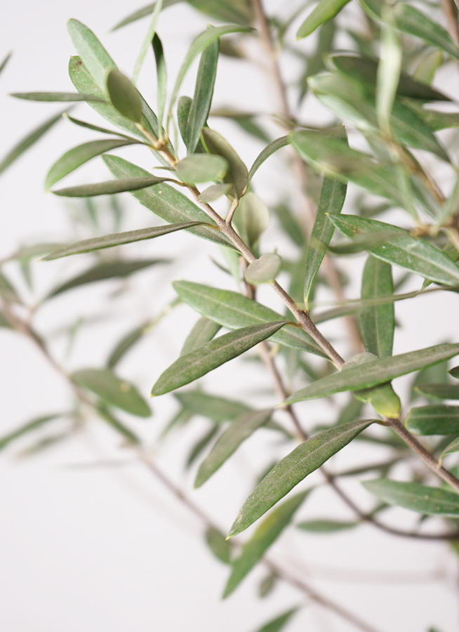 開花中✨ オリーブ チプレッシーノ Lサイズ 観葉植物 calm cafe オリーブ・チプレッシーノ L | 観葉植物の通販 AND PLANTS