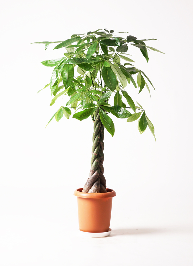 週末特価！パキラ　苗　苗木　観葉植物　ねじり　5株植え　8号鉢　三つ編み パキラ苗苗木 観葉植物 85cm ねじり 5株植え8号鉢 三つ編み