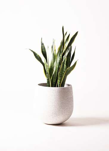 観葉植物 サンスベリア 8号 トラノオ エコストーンwhite 付き | 観葉 