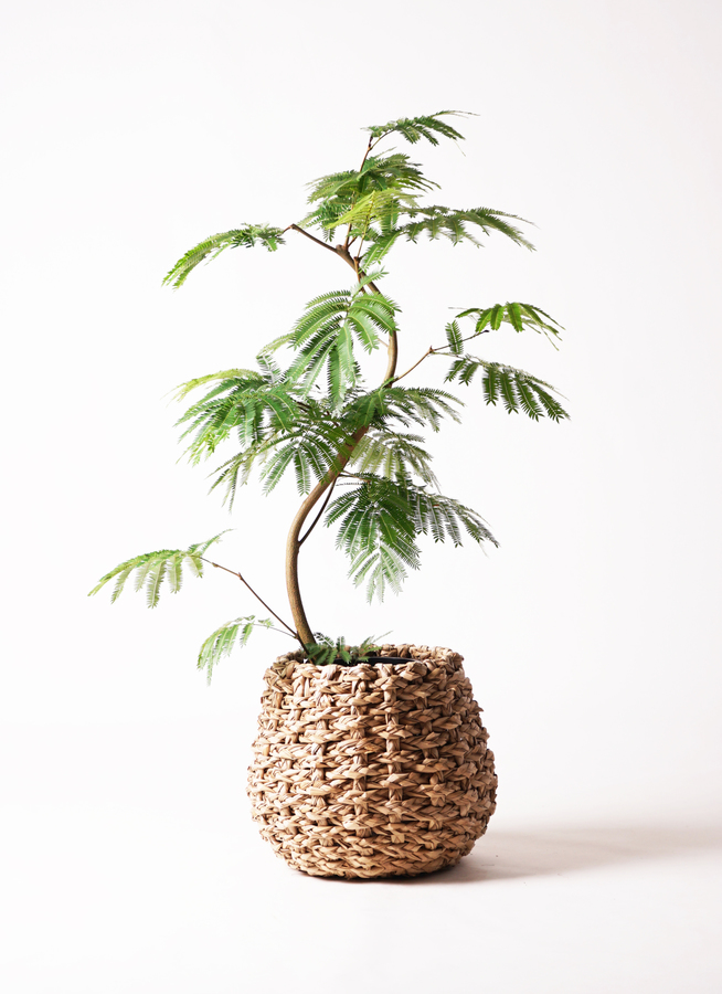 観葉植物 エバーフレッシュ 8号 曲り ラッシュバスケット