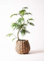 観葉植物 エバーフレッシュ 8号 曲り ラッシュバスケット Natural 付き