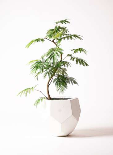 観葉植物 エバーフレッシュ 8号 曲り ポリゴヘクサ 白 付き | 観葉植物