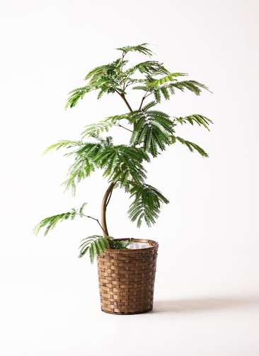 エバーフレッシュ⭐️観葉植物 観葉植物 エバーフレッシュ 8号 曲り 竹バスケット 付き | 観葉植物