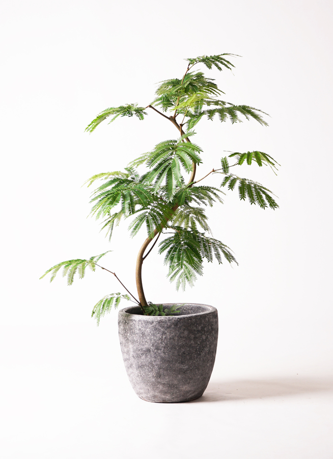 エバーフレッシュ 137cm 8号 S-shaped 観葉植物 エバーフレッシュ 8号 曲り アビスソニアミドル 灰 付き