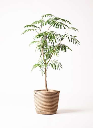 エバーフレッシュ 140cm 8号 S-shaped 1.jpg?1501086635