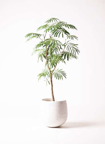 観葉植物 エバーフレッシュ 8号 ボサ造り エコストーンwhite 付き