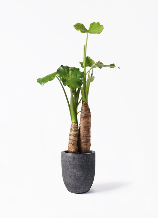 クワズイモ 8号 | 観葉植物通販HitoHana(ひとはな)