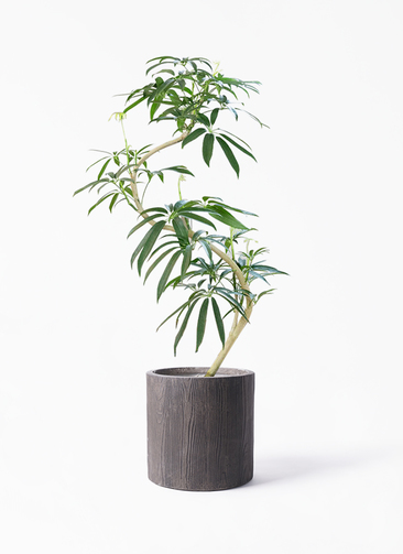 観葉植物 シェフレラ アンガスティフォリア 8号 曲り アルファ