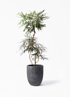 観葉植物 グリーンアラレア 8号 曲り リブバスケットNatural 付き