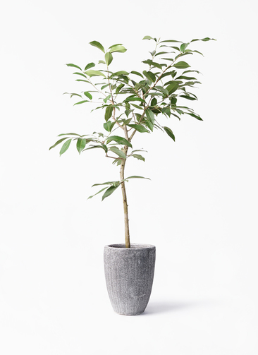 amazon-olive-132_1.jpg?1602163110