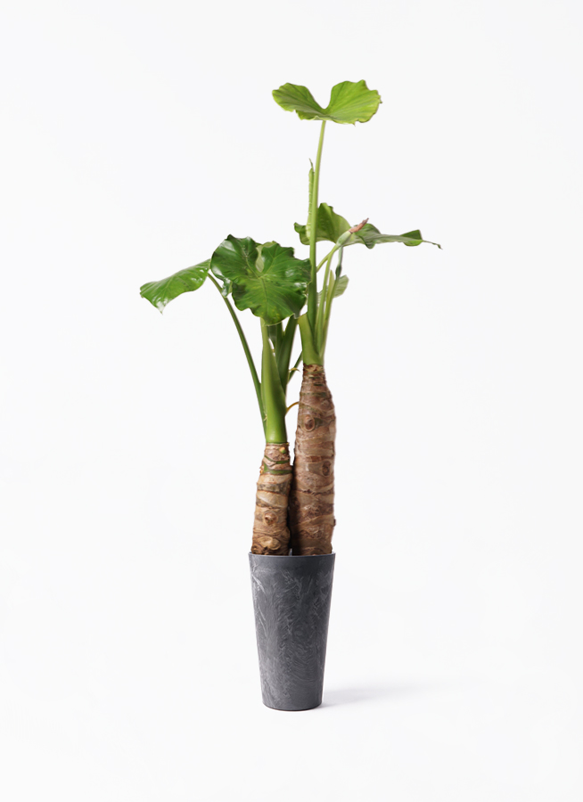 クワズイモ 8号 | 観葉植物通販HitoHana(ひとはな)