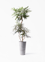 観葉植物　アラレア 楽天市場】観葉植物【ディジゴセカ属】アラレア グリーンエレガンス4.5