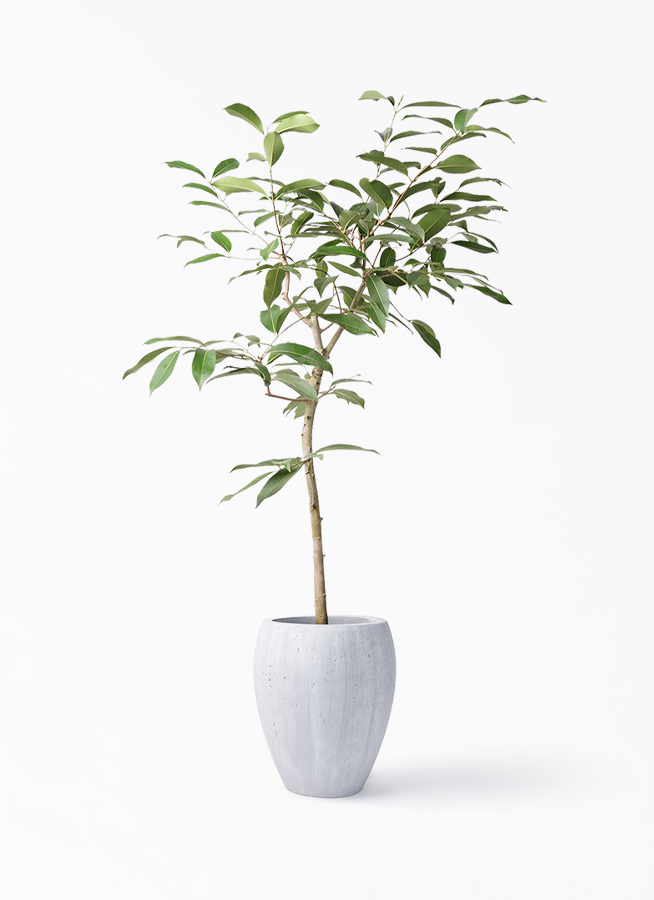 観葉植物 アマゾンオリーブ ムラサキフトモモ 8号 コーテス ジャー ホワイトウォッシュ 付き 観葉植物ならhitohana ひとはな