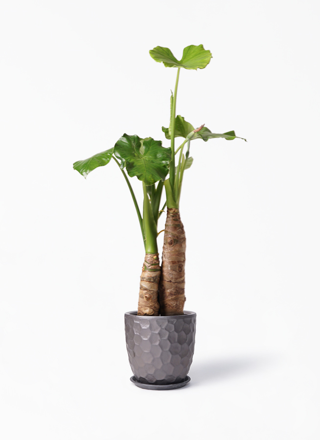 観葉植物 クワズイモ 8号 サンタクルストール ブロンズ 付き 観葉植物ならhitohana ひとはな