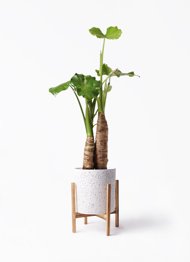 クワズイモ 8号 | 観葉植物通販HitoHana(ひとはな)