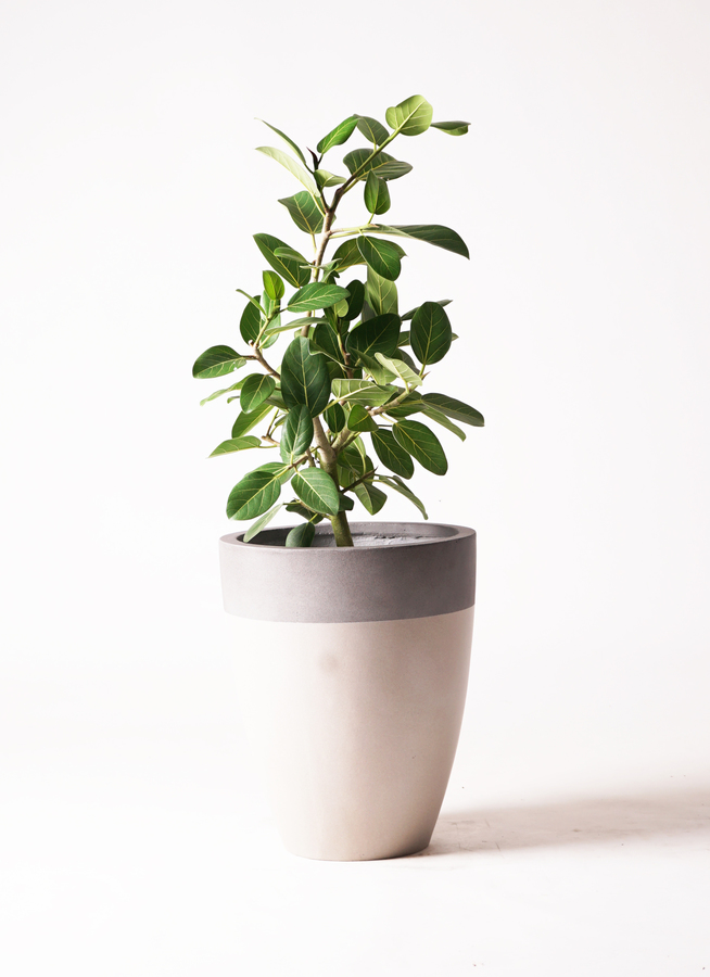 観葉植物 フィカス ベンガレンシス 7号 ストレート プラスチック