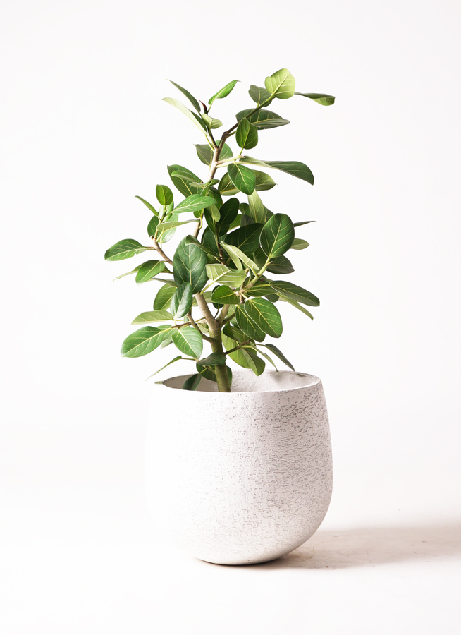 K*i様 フィカス　ベンガレンシス　観葉植物　7号　約110センチ 2 K*i様 フィカス ベンガレンシス 観葉植物 7号 約110センチ 2