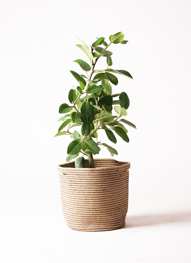 一期一会モダン 一本立ちおしゃれなベンガルンシス フィカス 観葉植物 フィカス ベンガレンシス 【お祝いにおすすめ】7号