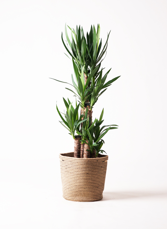 ユッカ 観葉植物　美株 観葉植物 ユッカ 8号 ノーマル リブバスケットNatural 付き | 観葉植物