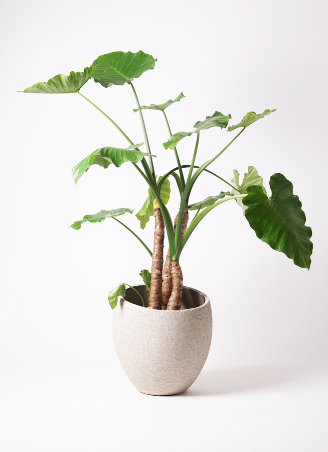 観葉植物 アロカシア 10号 オドラ（クワズイモ） プラスチック鉢